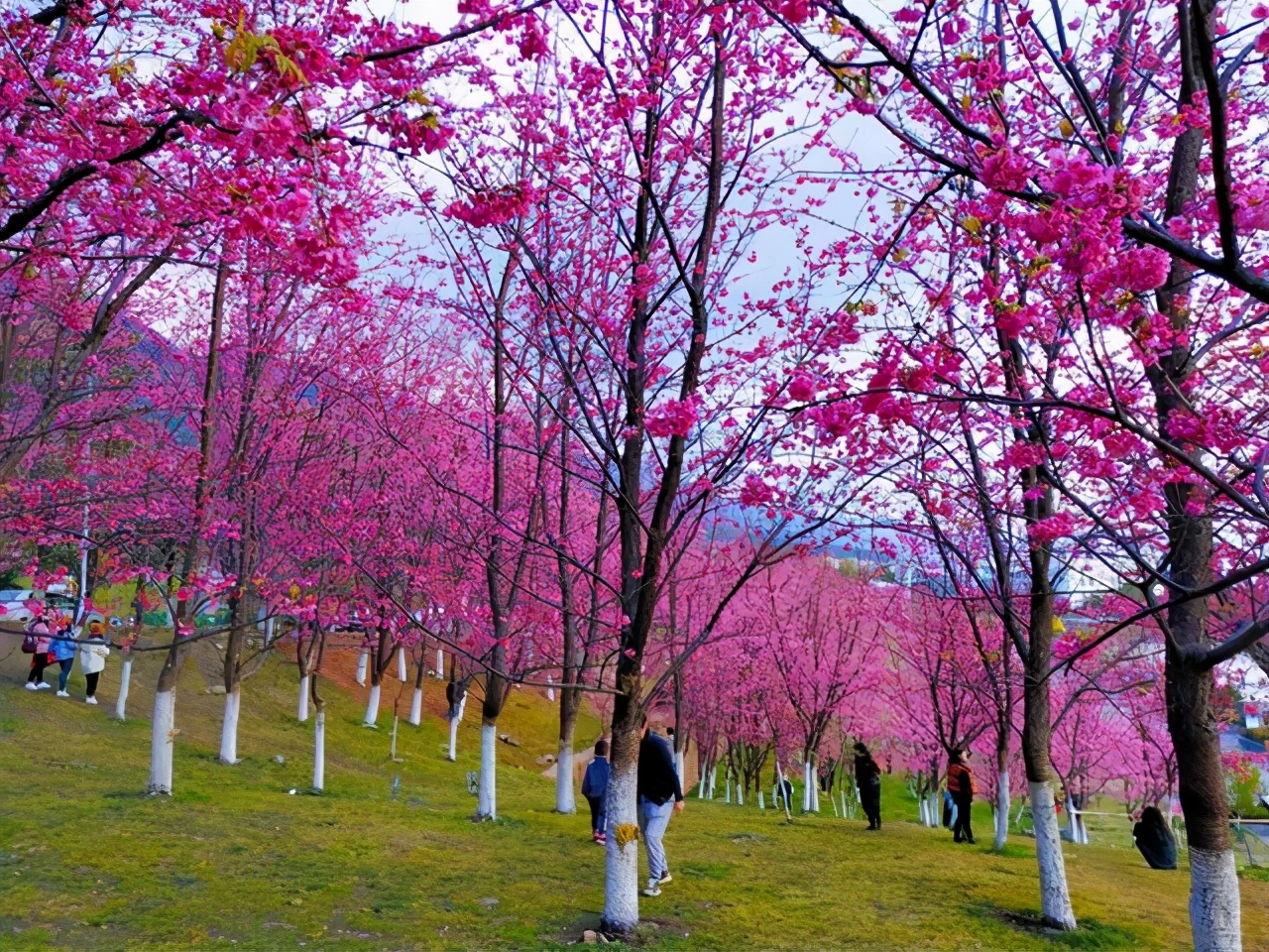 云南风景最好的大学排名,云南有哪些风景好的大学