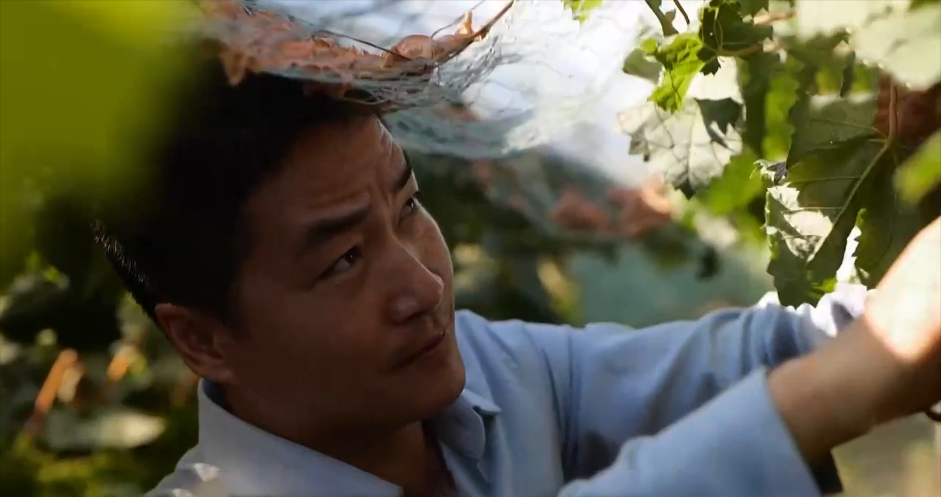 农村种植葡萄一年收入,80后小伙创业种葡萄