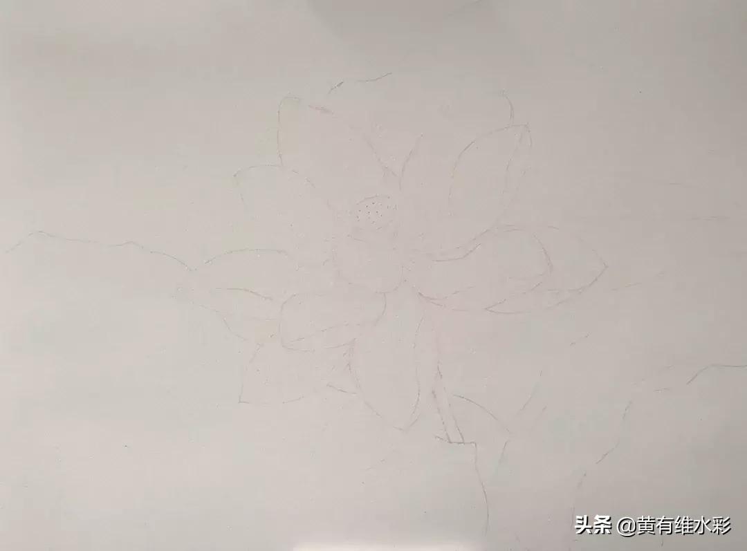 6-12岁荷花简单绘画,procreate荷花水彩教程
