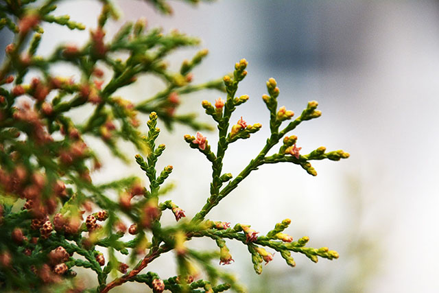 安国医院：寻常好景时时有，人间最美三月天。
