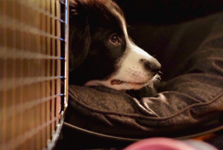 小狗一个人晚上睡觉会害怕吗,小狗晚上突然变得害怕的原因