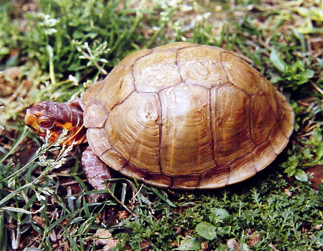 各种龟类图片大全大图,龟类展示会