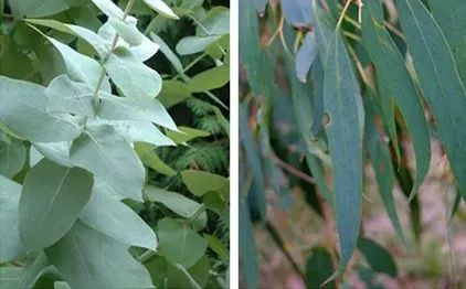 消除“炎症”的十大精油｜看看你缺少哪一款