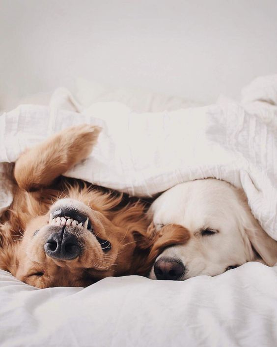 春节期间怎样养好狗狗,如何养好狗狗和主人的关系