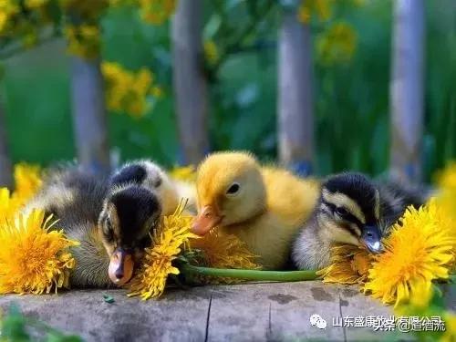 天气热如何预防鸭子中暑,夏天喂什么预防种鸭中暑