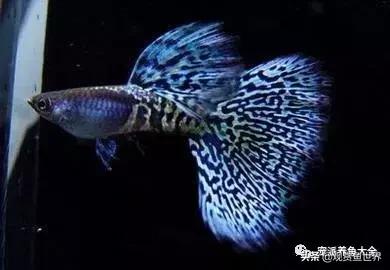 15个孔雀鱼品系图鉴绝美版,15个孔雀鱼品系图鉴