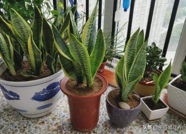 吸甲醛最好的10种花,什么花吸甲醛最好最快好养