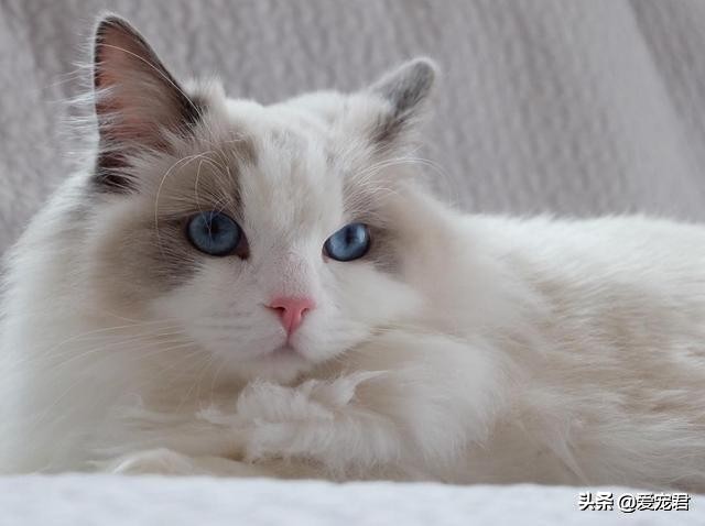 比较忙没有时间陪猫咪,经常上班没空陪猫咪可以吗