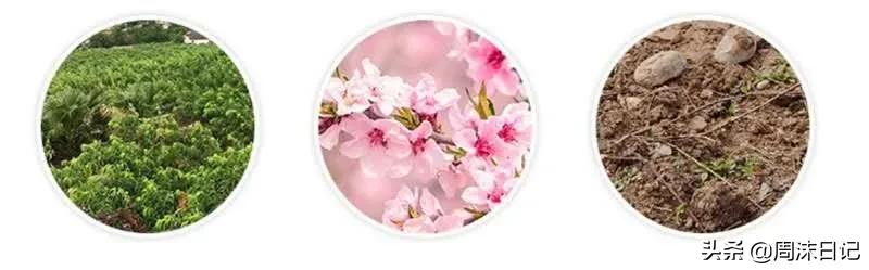 沂蒙山黄油桃4.5斤,早熟的黄油桃