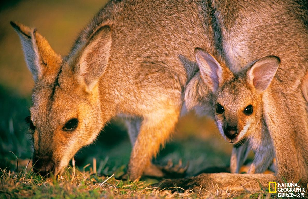 沙袋鼠用什么除草剂,沙袋鼠的特征