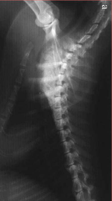 猫咪维生素b补多了有什么坏处,猫咪维生素补多了会怎样