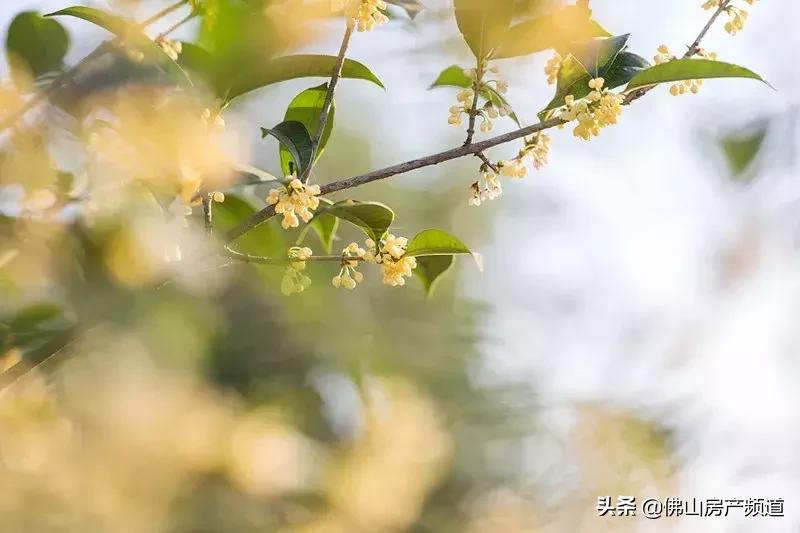 花好月圆中秋快乐视频,花好月圆中秋快乐毛笔字