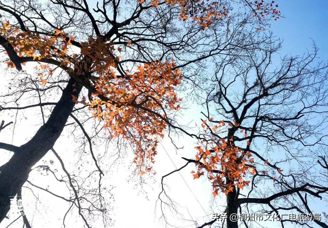 融安风景最好看的地方,融安十大游玩景点