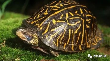 乌龟中耳炎是放水里好还是放外面,乌龟中耳炎手术怎样才算剔除干净