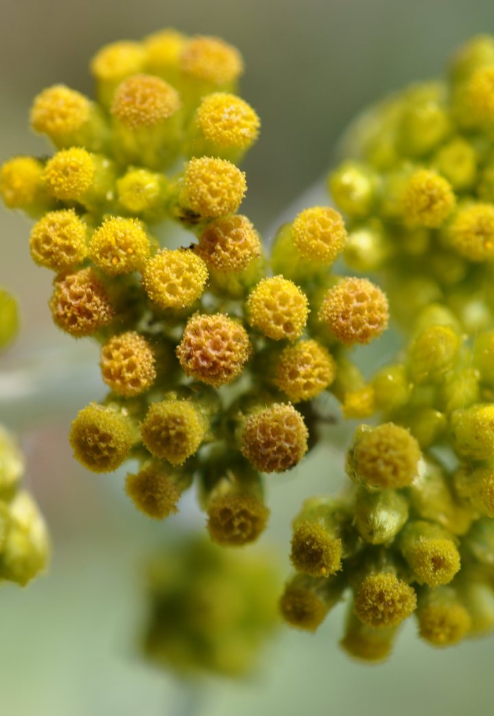 野生的山菊花是不是叫野菊花,野生菊花与菊花区别
