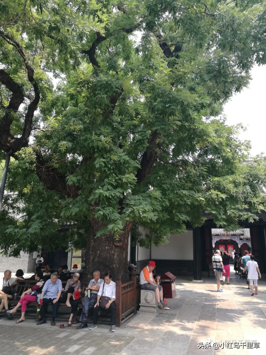 曲阜孔府孔庙孔林历史背景,曲阜孔府孔庙孔林一游