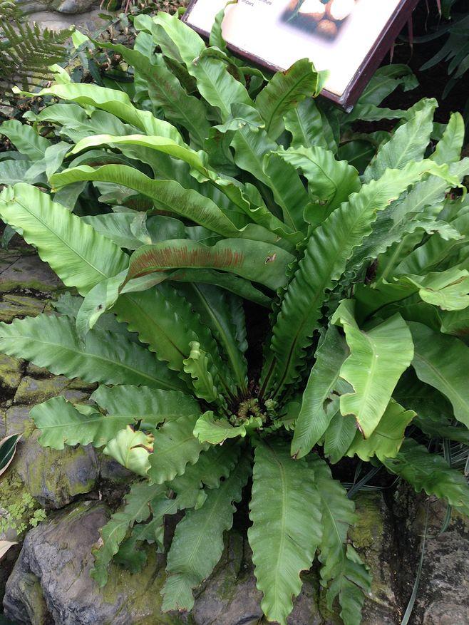 刚买回来的植物叶子变黄了怎么办,蕨类植物叶子边缘黄了咋回事