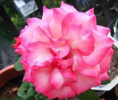 最漂亮10种微型月季,新手必入这8种月季漂亮好养