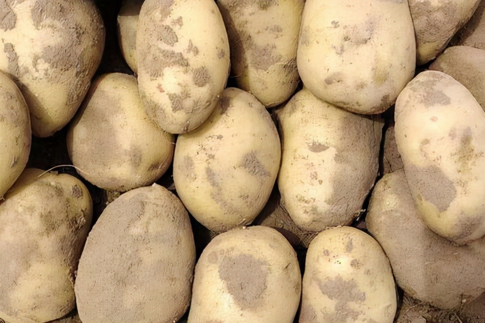 全国最好的土豆排名前十名,全国哪里的土豆最好吃