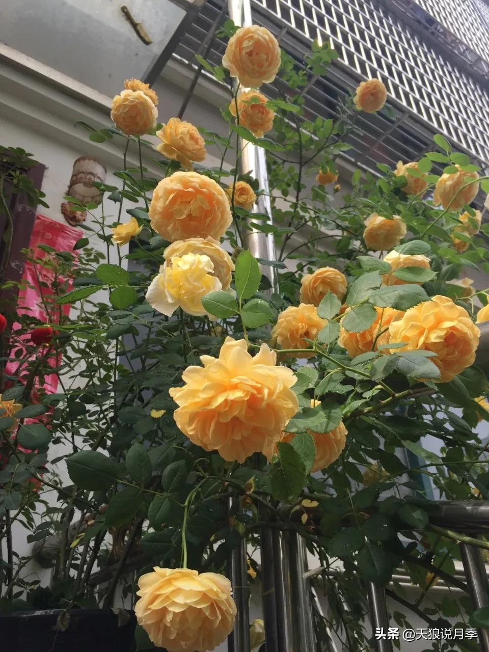 月季春季第一波花要不要剪,月季春季第一波花开后嫁接
