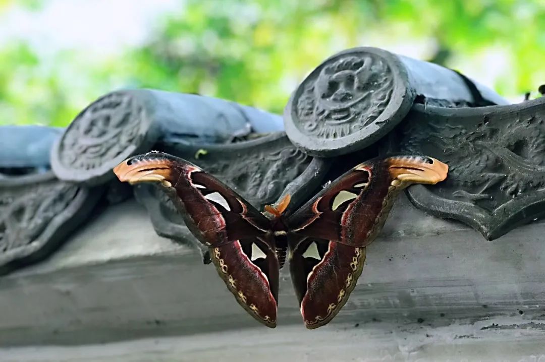 躲进这道地球上“美丽的伤痕”里，感受盛夏直降10℃的清凉