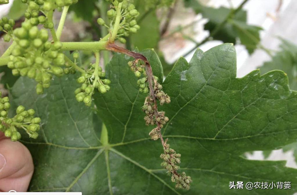 葡萄的穗轴褐枯病是怎样的,葡萄溃疡病后果