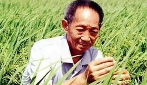 袁隆平人民英雄,人民的科学家袁隆平