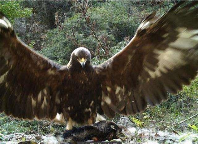 神雕真的存在,历史上真实的神雕