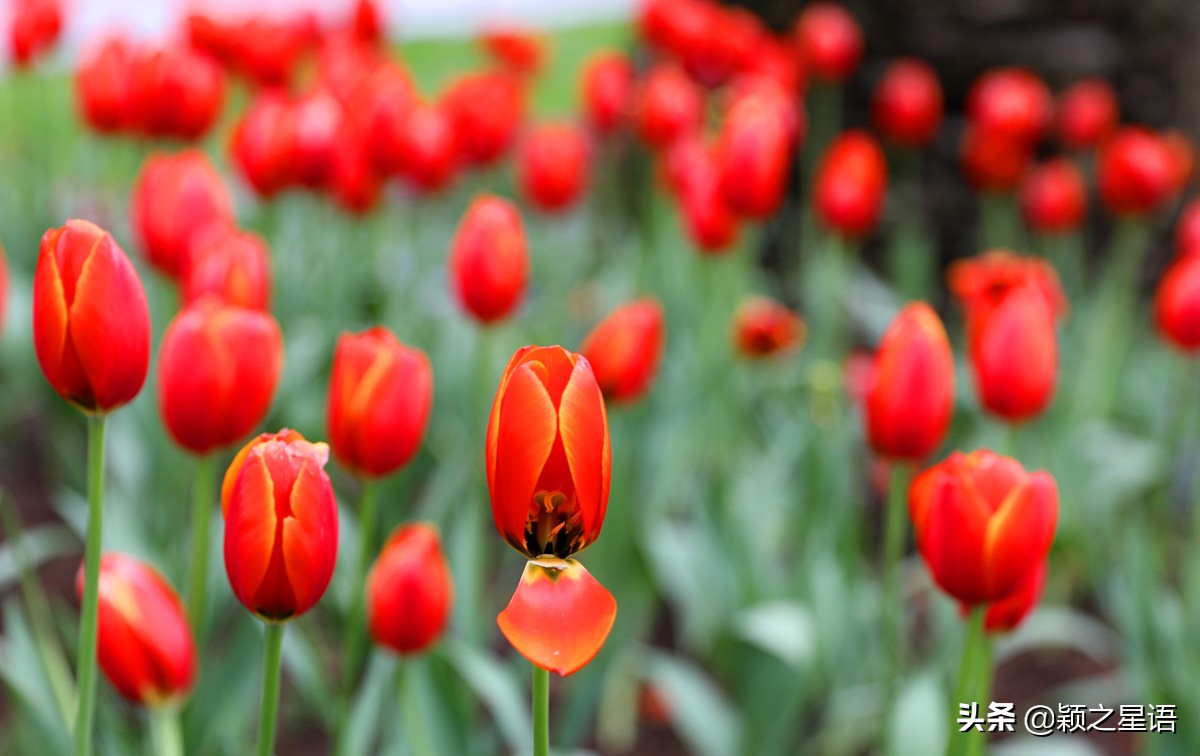 宁波最大的郁金香基地,宁波郁金香在什么地方
