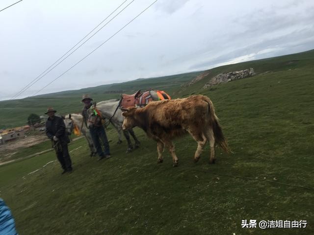 青海湖大环线7天自驾游攻略,6月青海大环线旅游攻略