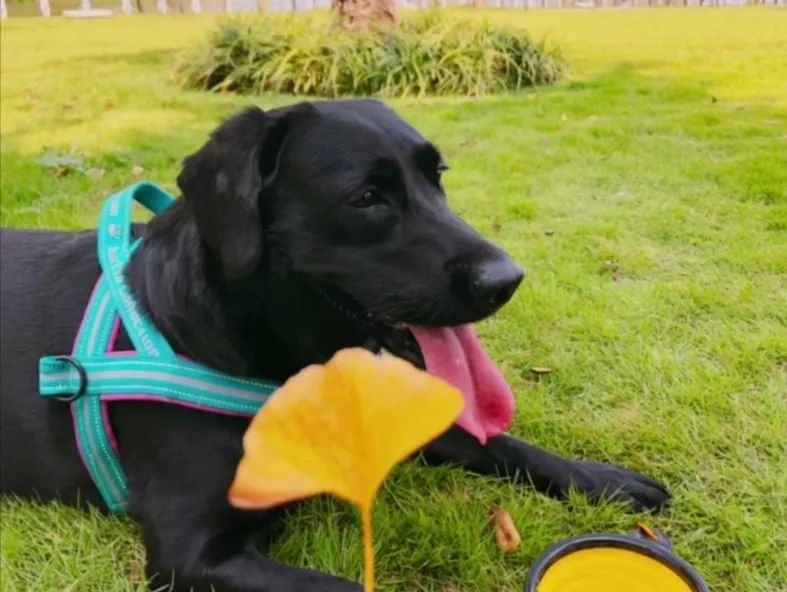 2022年上海遛狗圣地,2021上海遛狗圣地