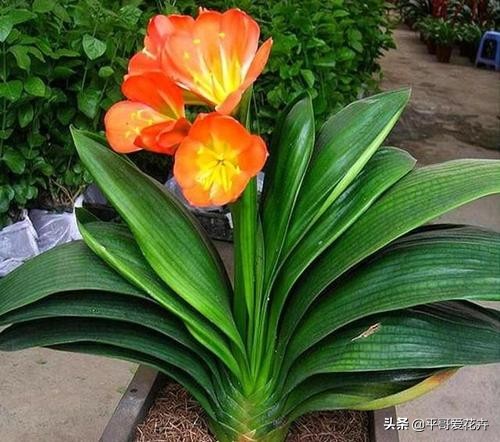 养君子兰的正确方法怎么浇水,8月份君子兰花怎么养才能旺盛