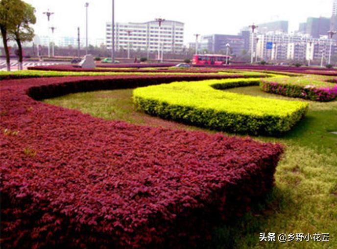 红花檵木花期是什么时候,红花檵木最佳观赏期