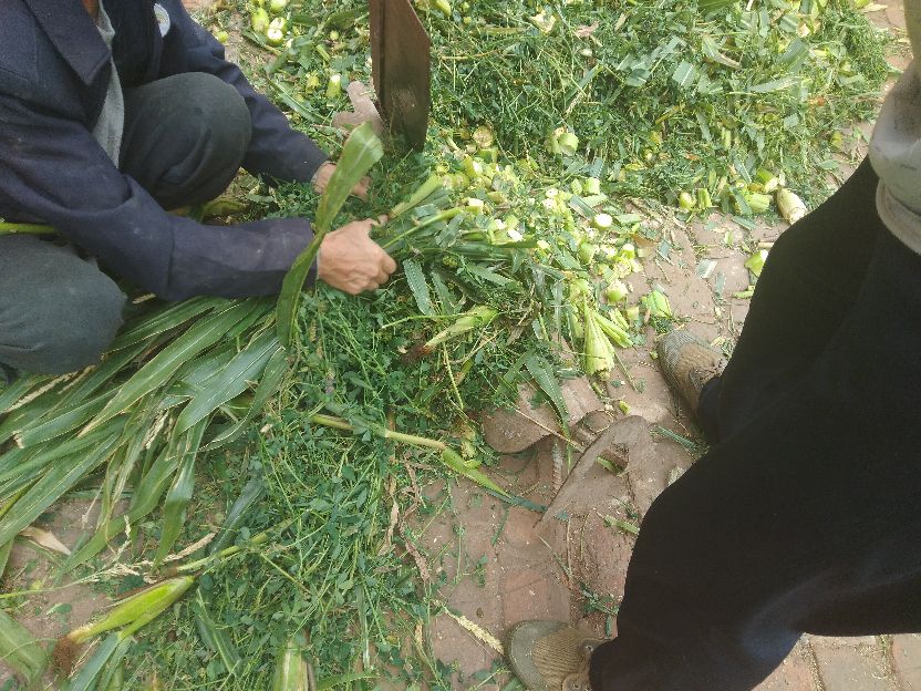 养羊既然赚钱为啥养殖户亏钱,养殖业破产成功案例