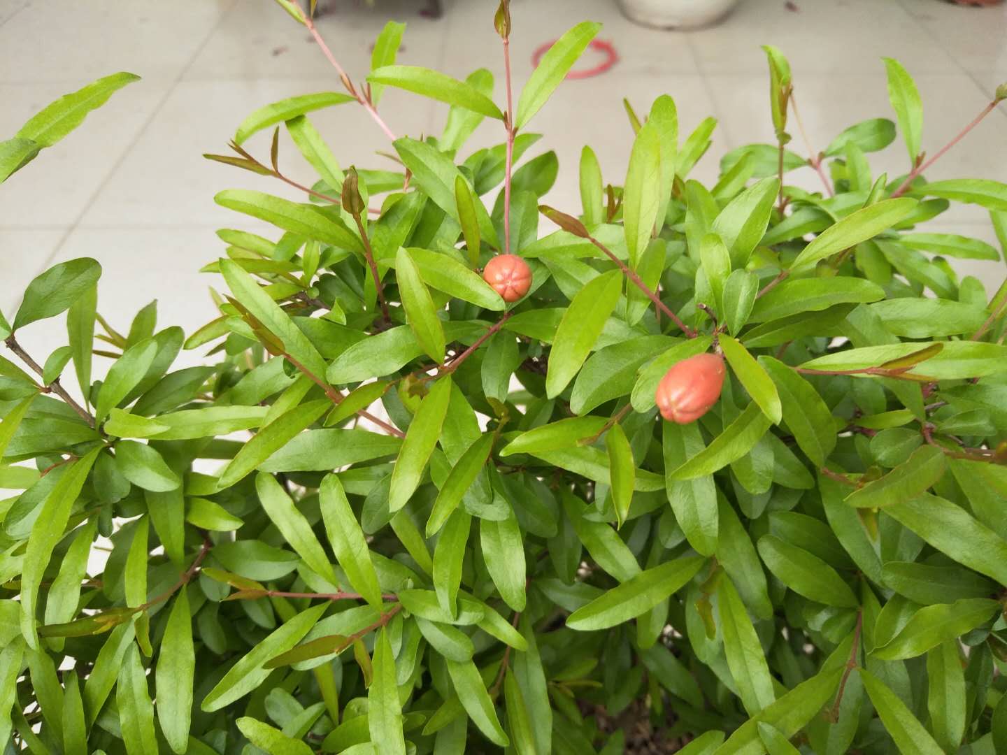 石榴树发芽不好怎么办,石榴树闷坏了怎么补救