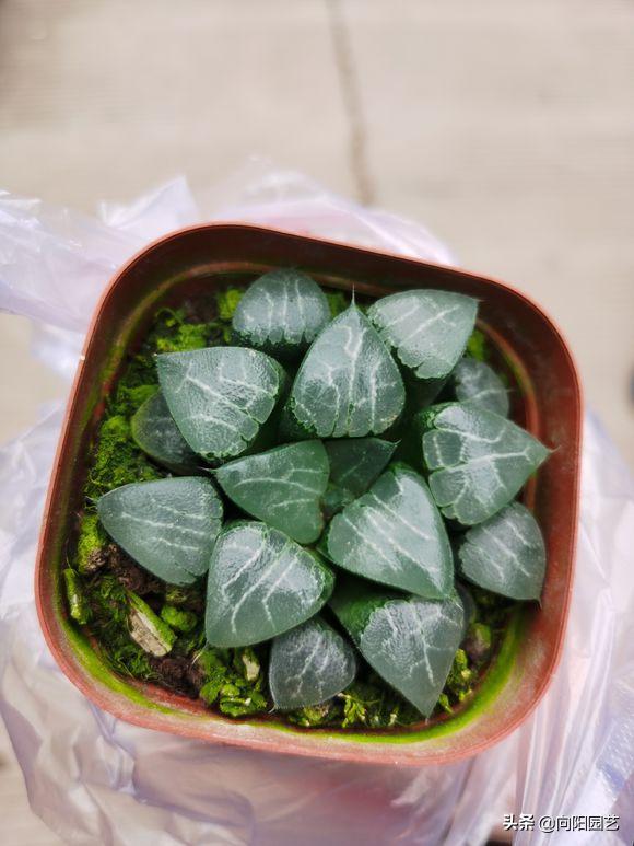 水晶玉露徒长干瘪,已经徒长和干瘪的玉露