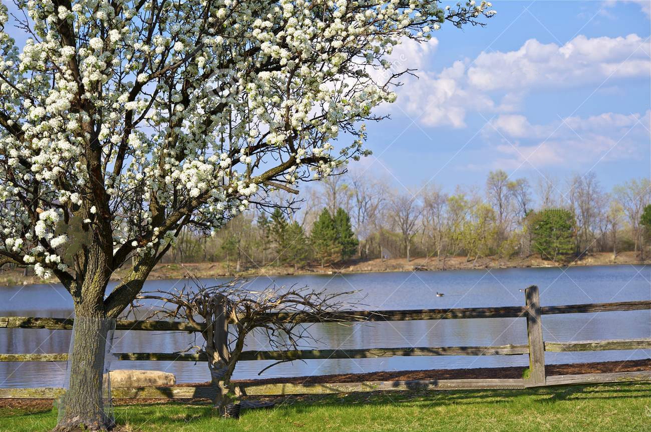 绿山墙的安妮中的植物,绿山墙的安妮概要