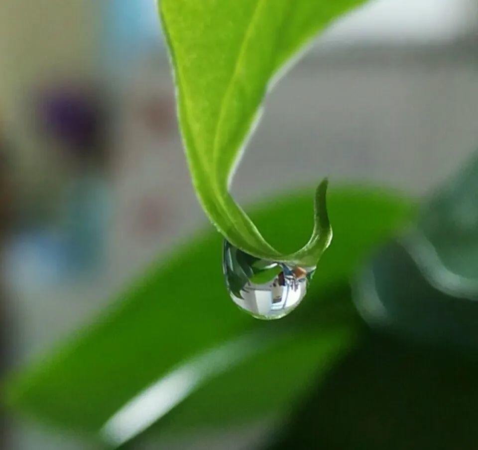 花叶子冒水珠怎么养,花叶子哗哗掉