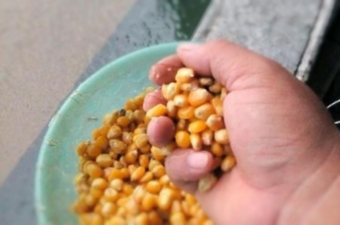 玉米一年四季都可以钓鱼吗,玉米为什么不能钓鱼