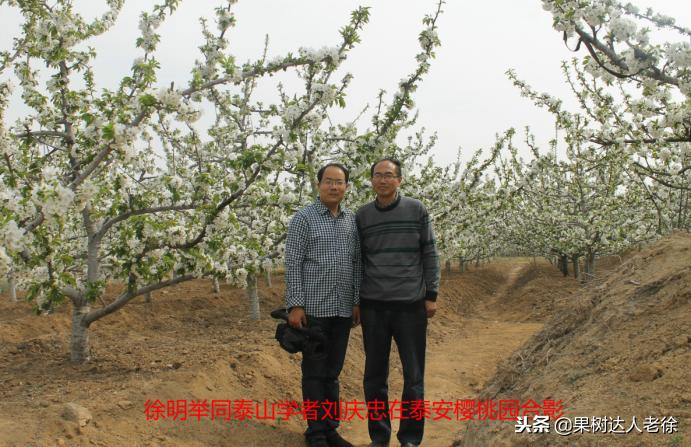 樱桃树如何正确种植,樱桃好吃树难栽真的就这么难么