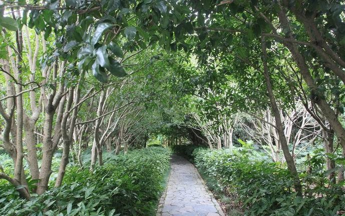 雨后的公园空气清新心情舒畅,雨后的公园清新亮丽