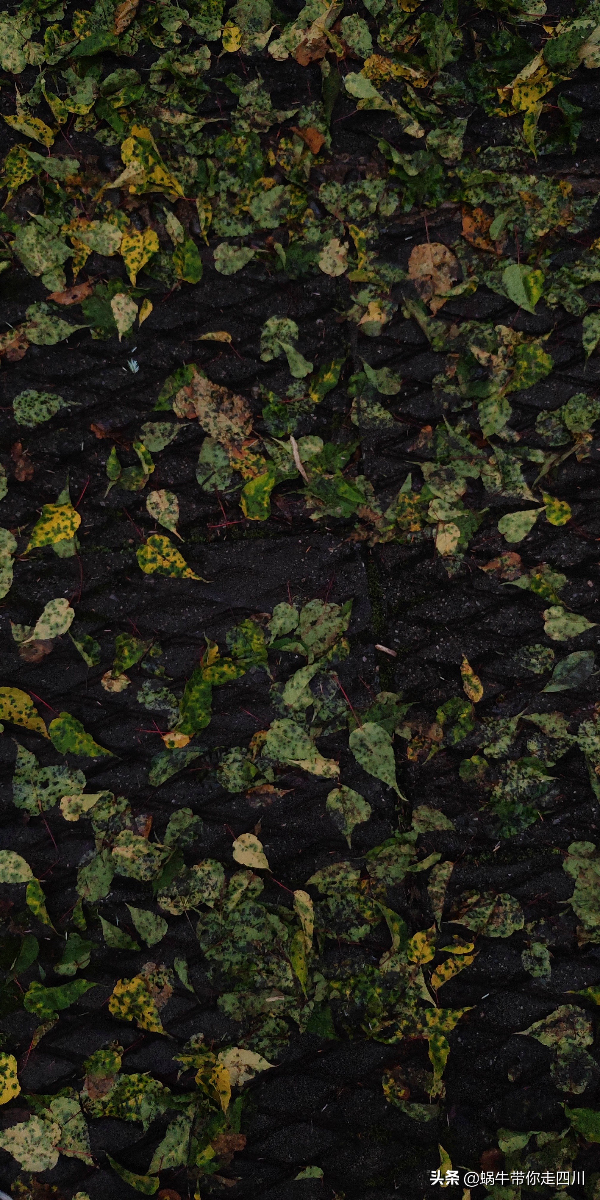 一家三口重庆到拉萨旅游攻略预算,一家三口成都去拉萨大概要多少钱