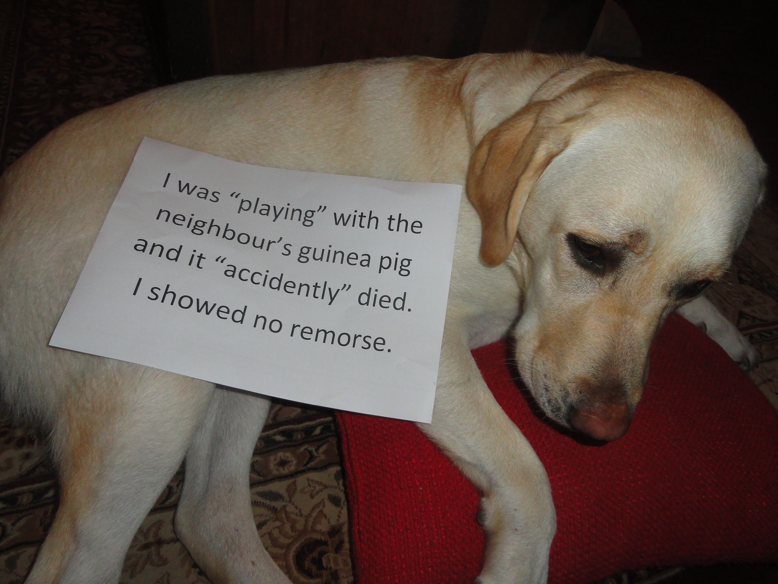 养的拉布拉多感觉特别笨正常吗,超多人养的狗狗不一定适合你