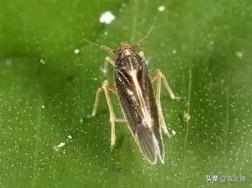 家庭防治虫害的最佳方法,病虫害防治小妙招