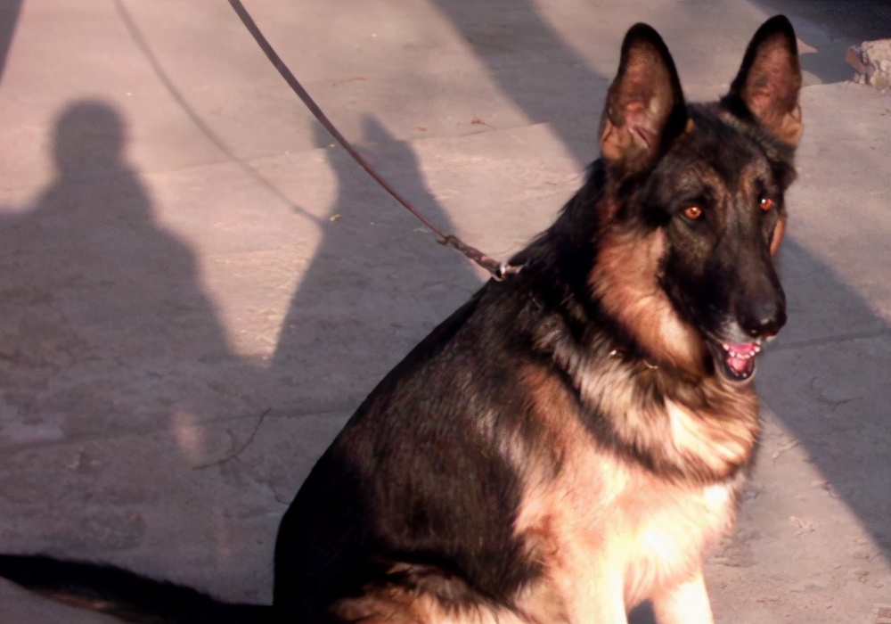 狗界中的大饭桶,狗界第一饭桶