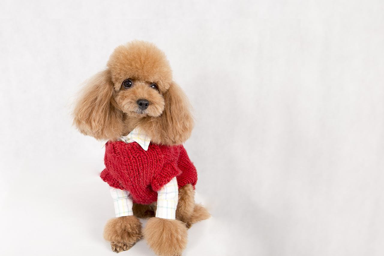 泰迪很瘦缺钙的表现,泰迪缺钙是什么样的