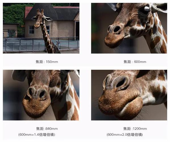 腾龙17-50f2.8镜头怎么样,腾龙150-600g2镜头拍什么好