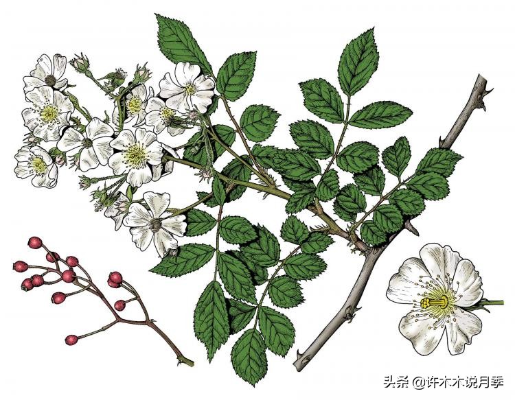 蔷薇月季玫瑰种多久才可以开花,蔷薇和月季开花区别