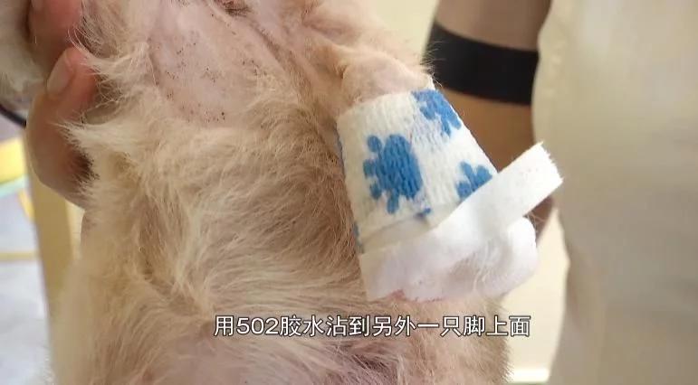 小狗被主人用502灌鼻子,小狗被灌502胶水