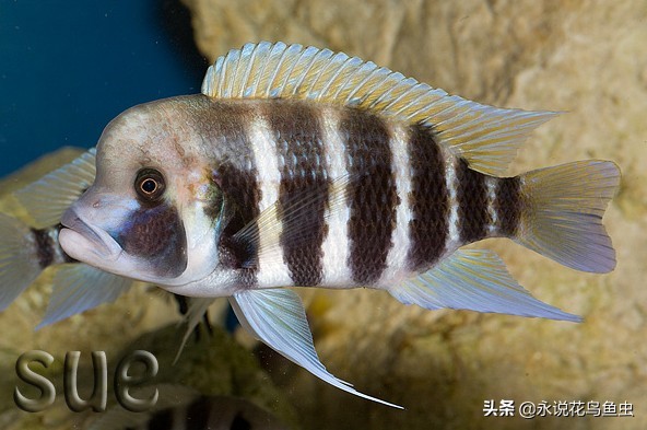 观赏鱼常见鱼病治疗方法